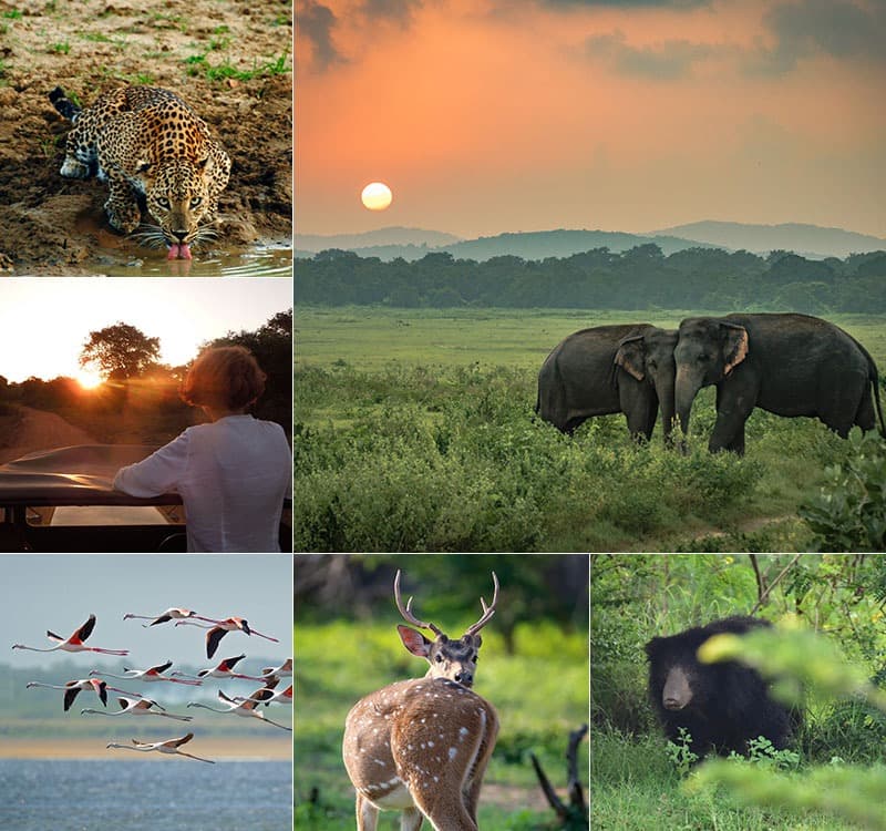 Wildlife & Safari
